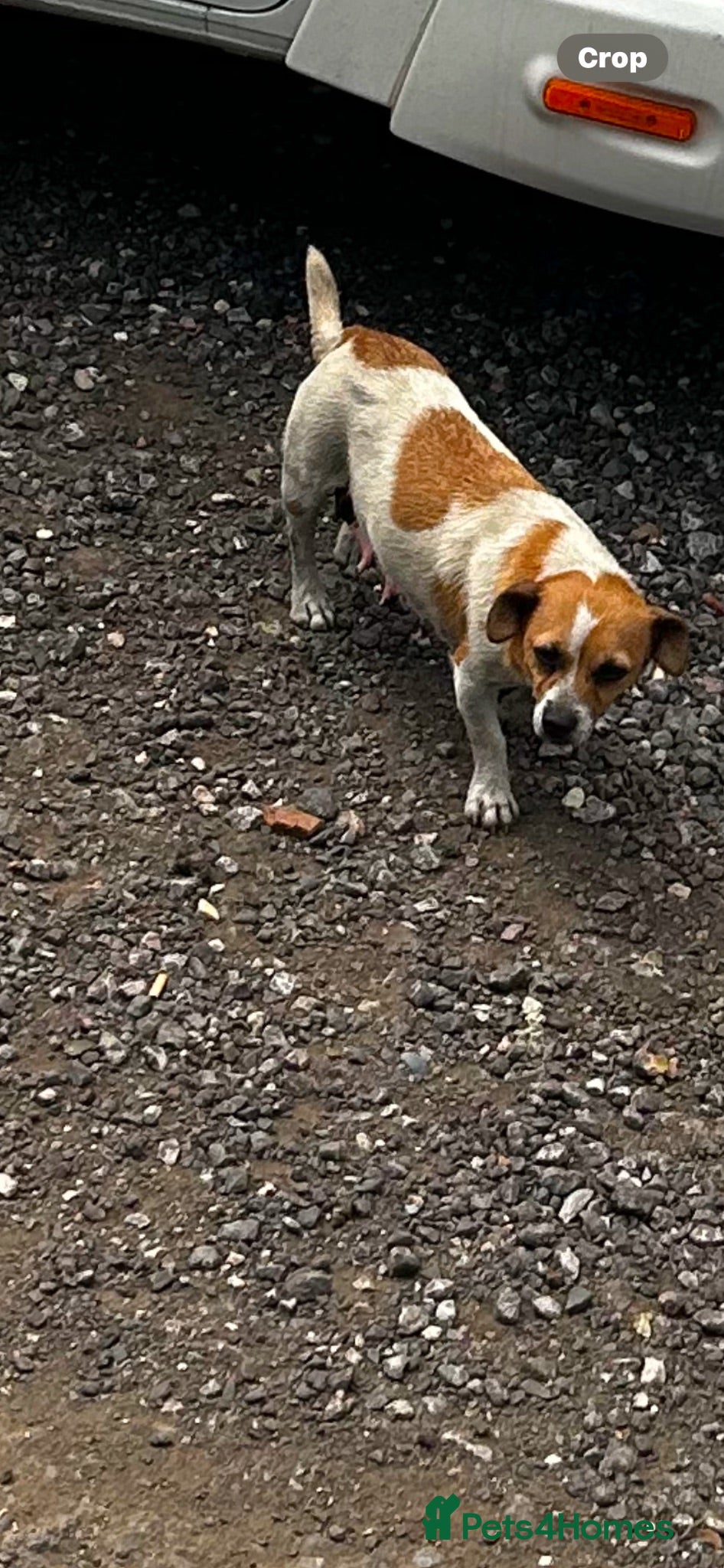 Jack Russell dogs Ready to leave  - Advert 3