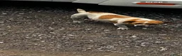 Jack Russell dogs for sale: Ready to leave  - Advert 1