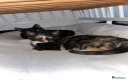 Mixed Breed cats for sale: 2 indoor female cats  - Image 9