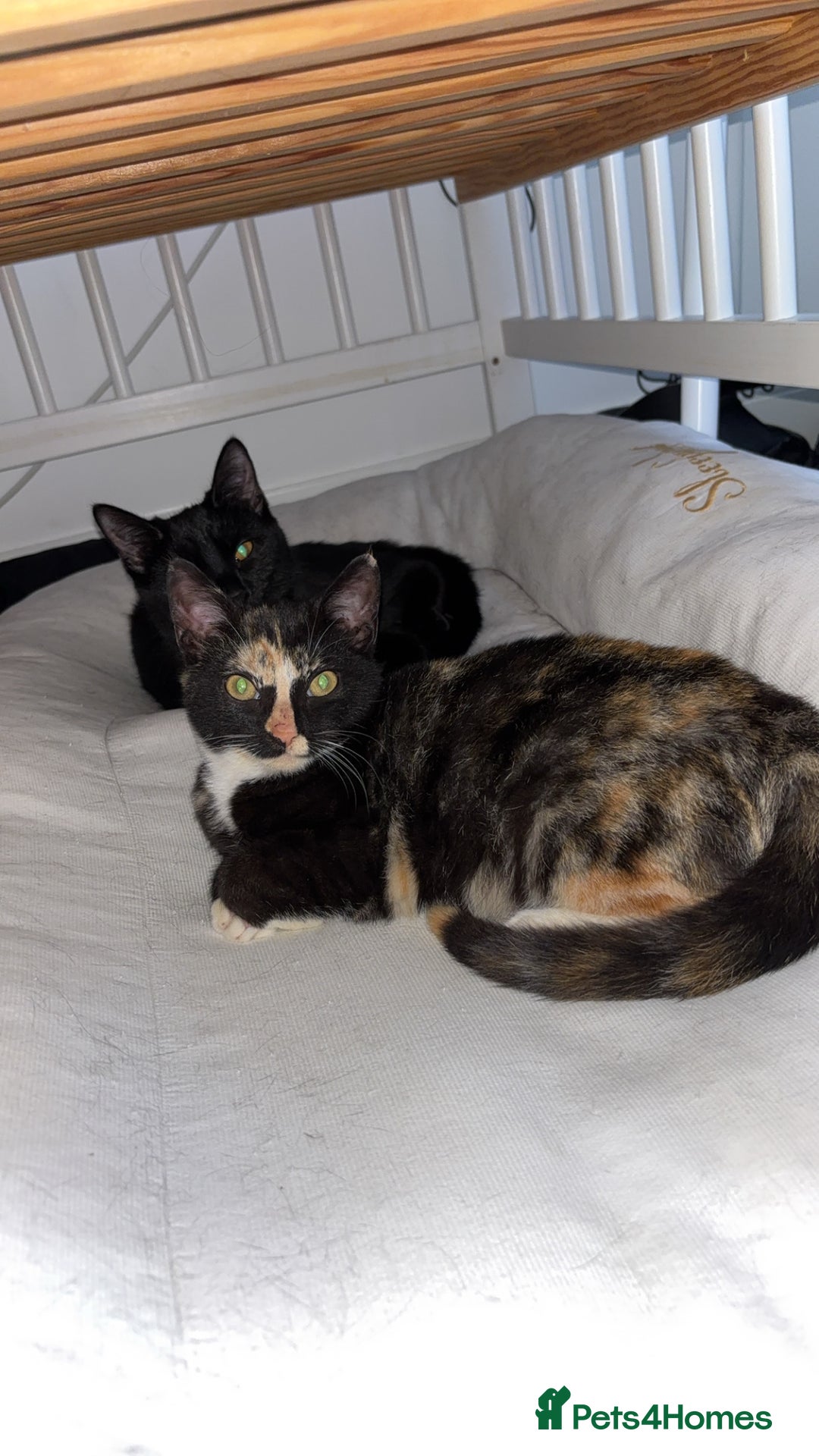 Mixed Breed cats for sale: 2 indoor female cats  - Image 9