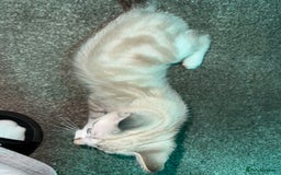 Bengal cats for sale: Bengal x American short hair mix - Image 6