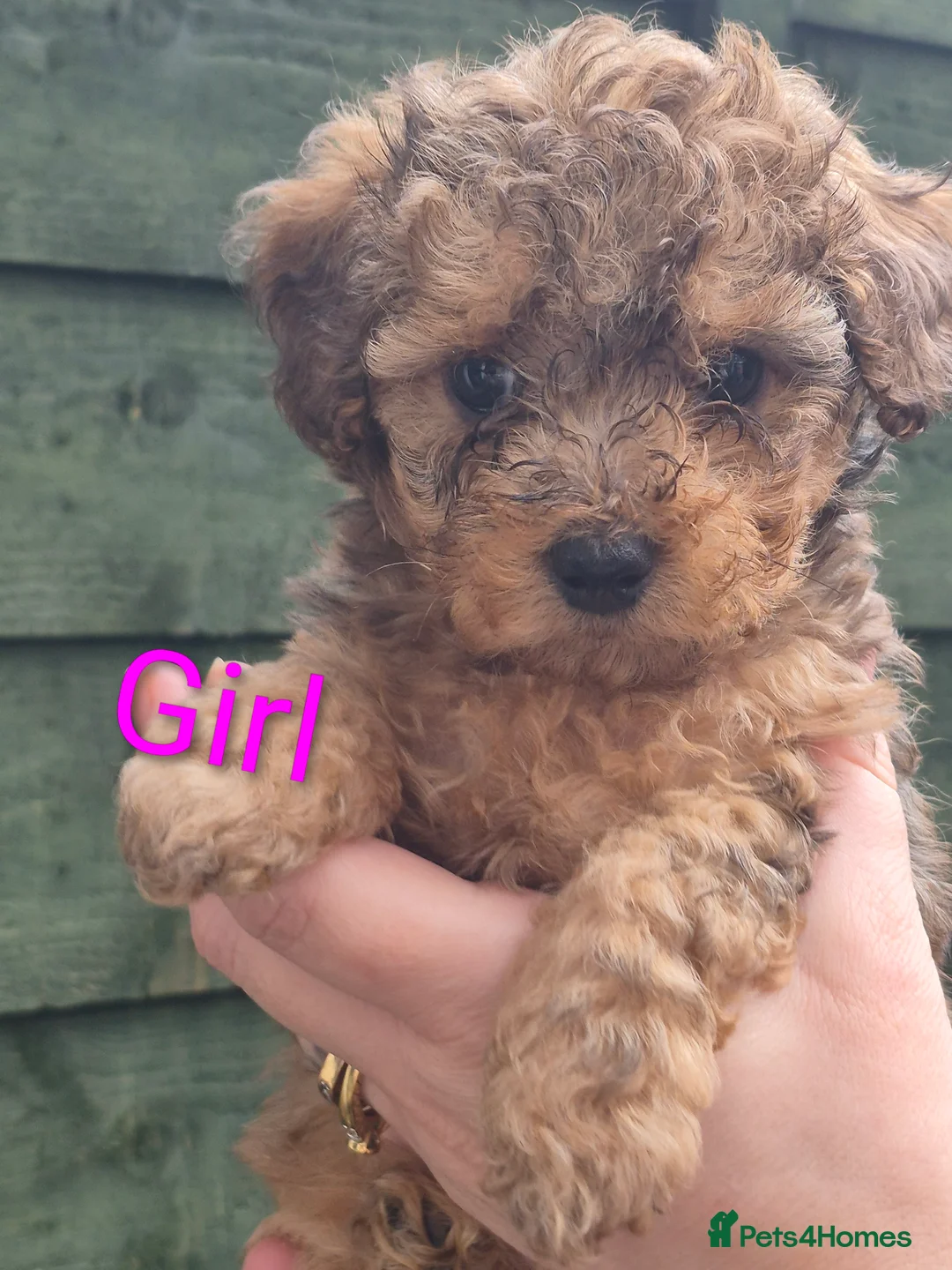 Cockapoo dogs for sale: Miniature Cockapoos in London - Advert 5