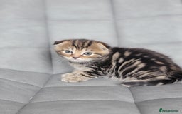 Scottish Fold cats for sale: Healthy and beautiful Scottish fold kittens - Image 10