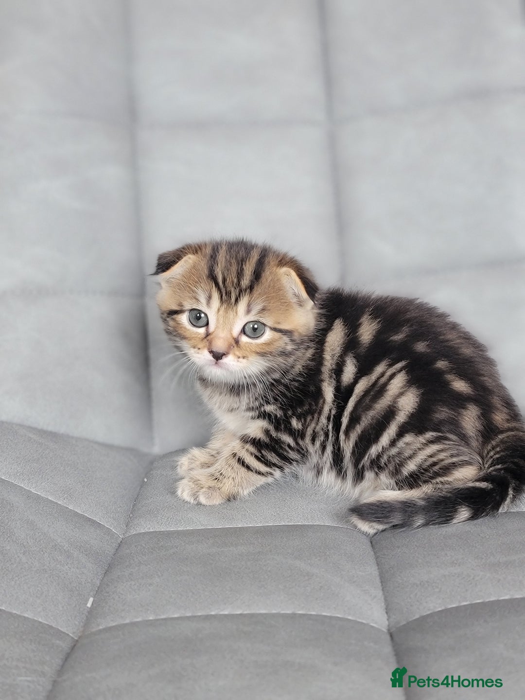 Scottish Fold cats for sale: Healthy and beautiful Scottish fold kittens - Image 10