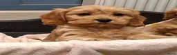 Cavapoochon dogs for sale: Gorgeous Cavapoochon Puppies for sale! - Advert 8