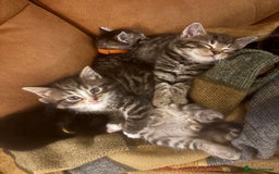 Siberian cats for sale: Half Siberian kittens - Image 8