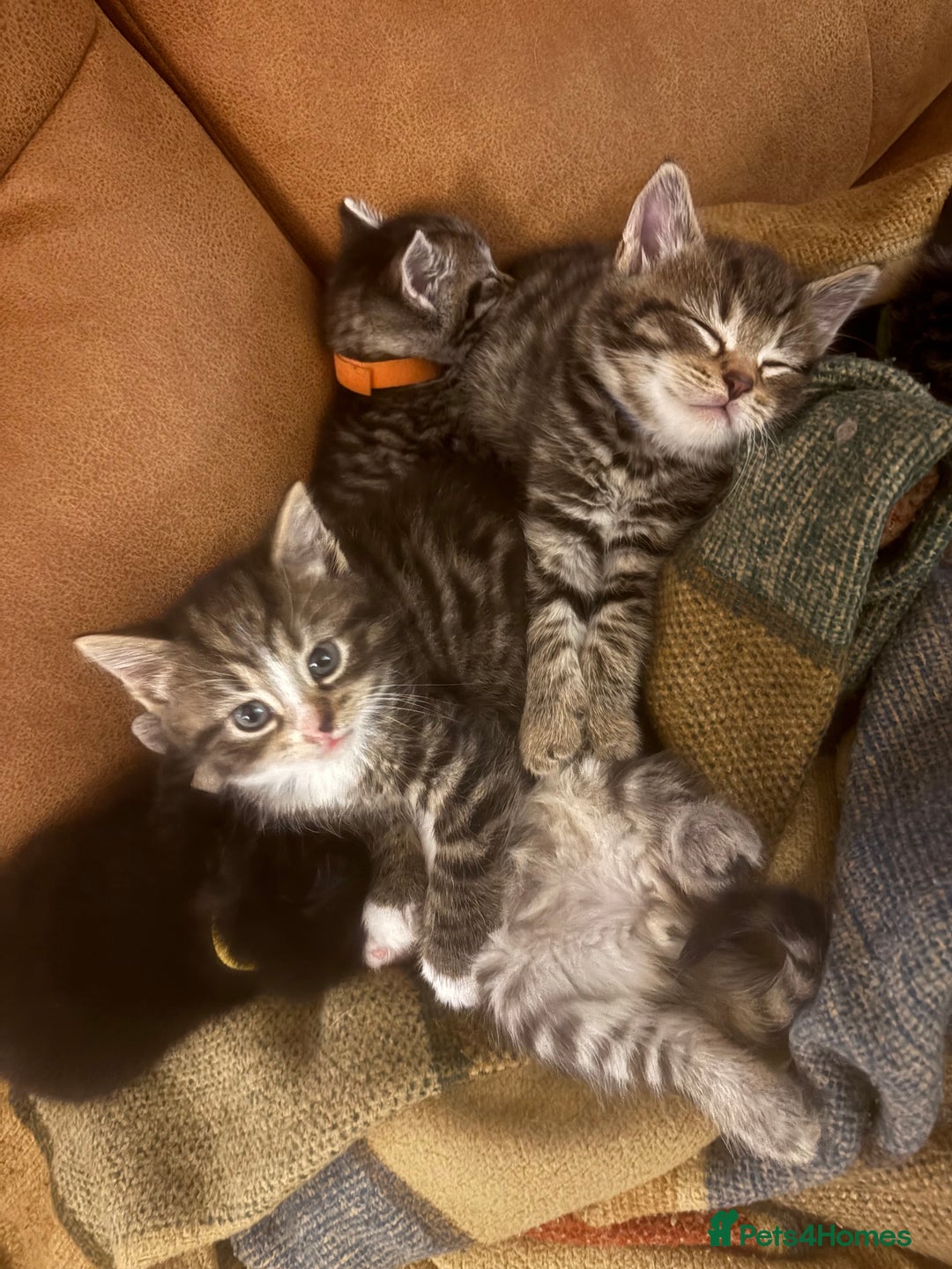 Siberian cats for sale: Half Siberian kittens - Image 8
