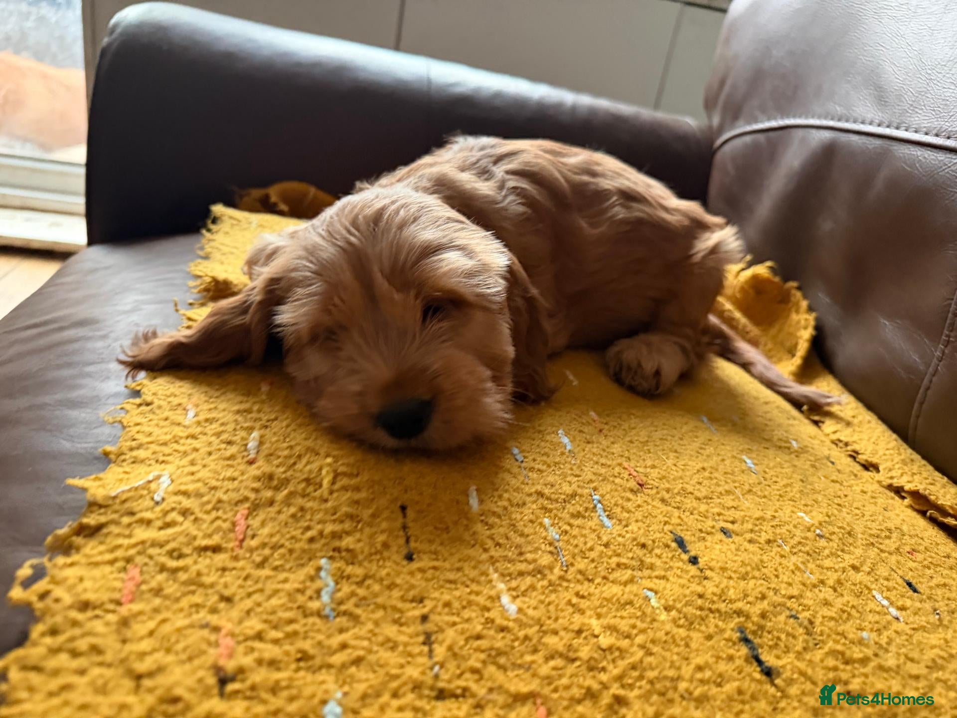 Cockapoo dogs Stunning Cockapoo F1 puppies  - Advert 2
