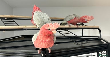 Cockatoo birds - Advert 10