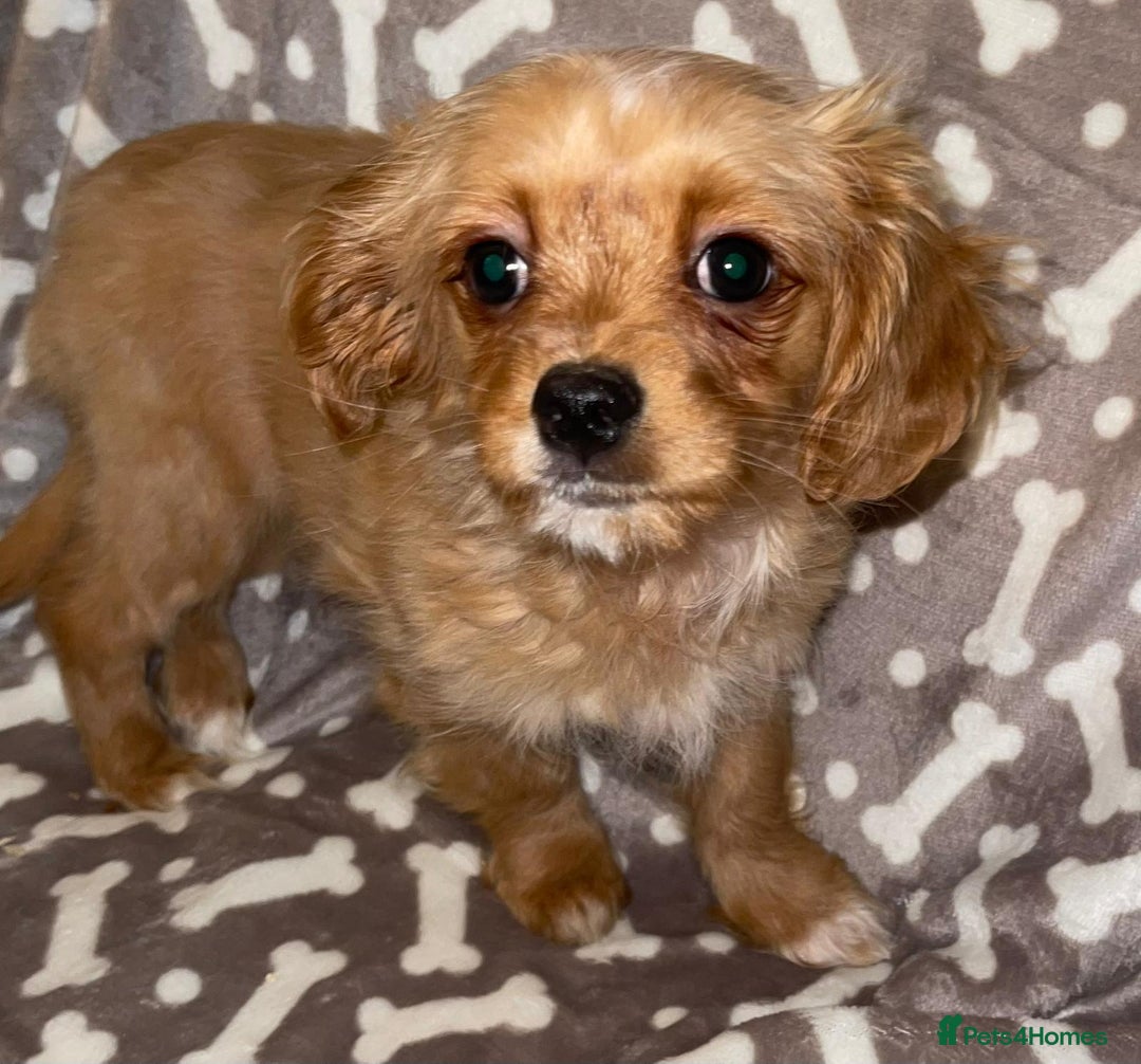 Cavapoo dogs for sale: Cavapoo puppies  - Advert 4