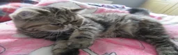 Exotic cats for sale: Beautiful Exotic female kittens Ready Now - Advert 4