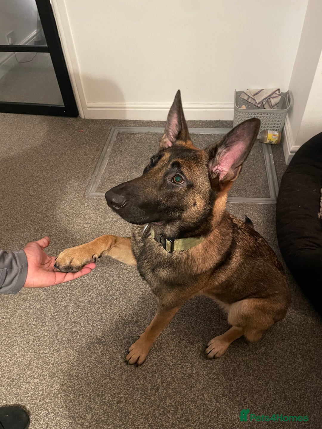 Belgian Shepherd Dog dogs for sale: Belgian Shepherd Malinois Pup Female  - Advert 2