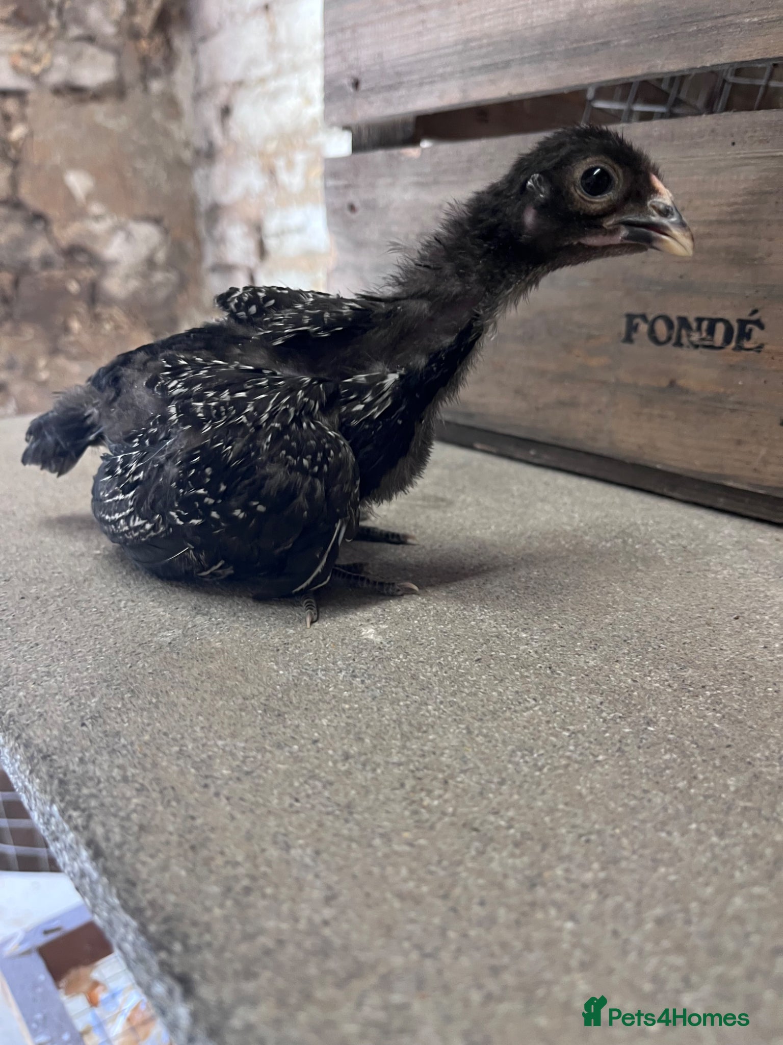Chickens poultry for sale: Bantams and other breeds of bantam  - Advert 7