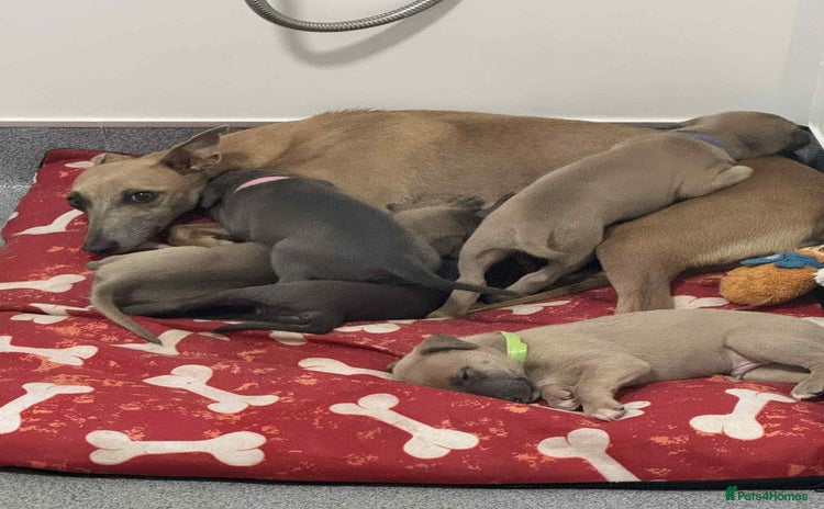 Whippet dogs - Advert 1