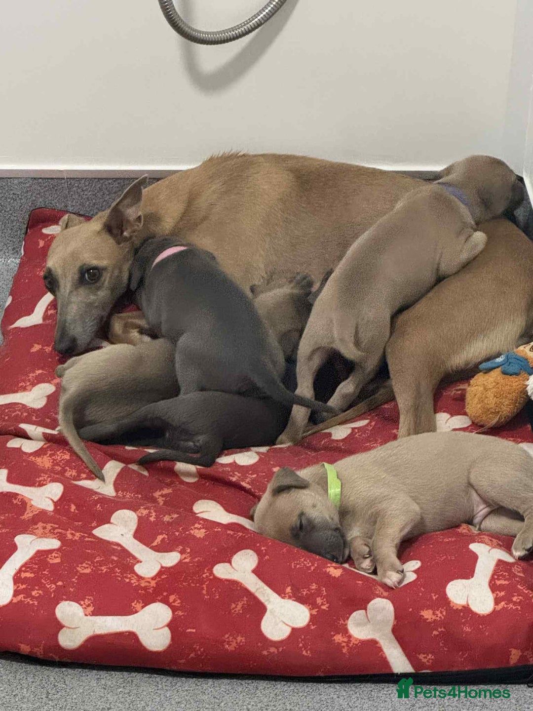Whippet dogs for sale: Whippet Puppies - Image 1