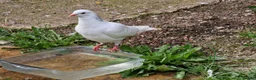 Pigeons birds for sale: White Tumbler baby pigeon for sale - Advert 8