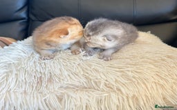 British Shorthair cats for sale: British Shorthair golden kittens available  - Image 6