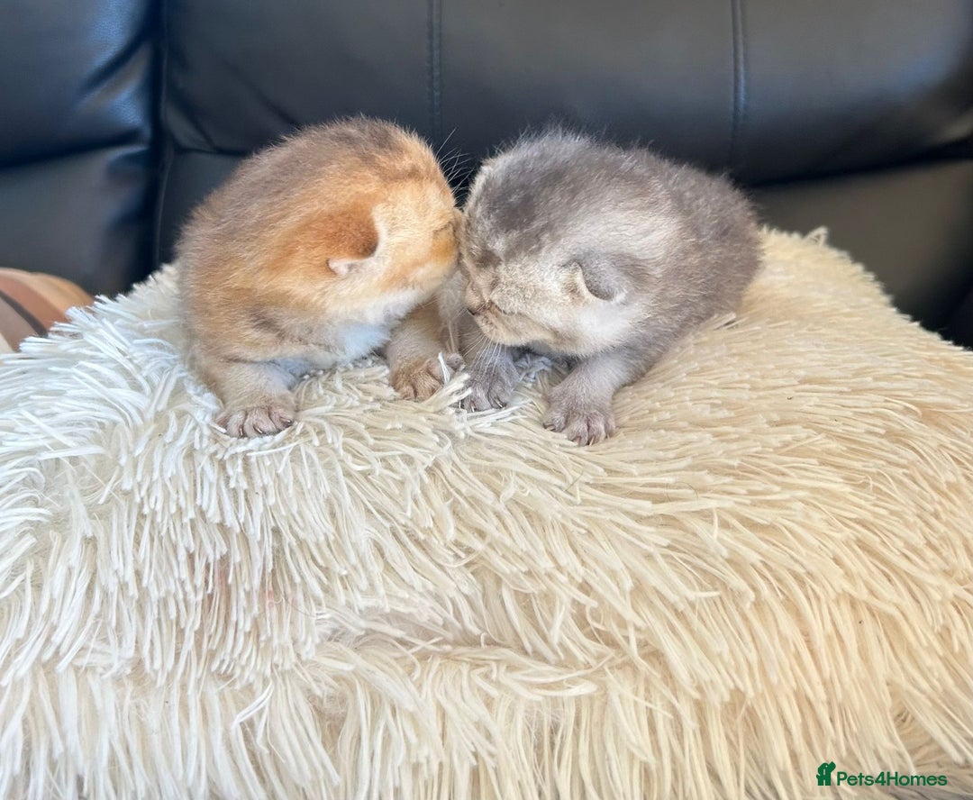 British Shorthair cats for sale: British Shorthair golden kittens available  - Image 6