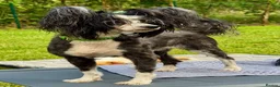 Chinese Crested dogs for adoption: TORA – Chinese Crested Dog - Advert 3