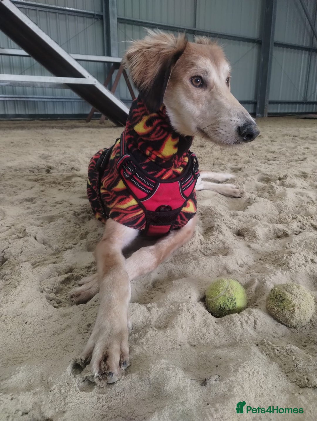 Saluki dogs for adoption: Falkor - Advert 4