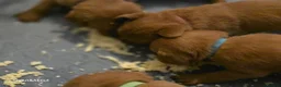 Labrador Retriever dogs for sale: Stunning dark red puppies  - Advert 10