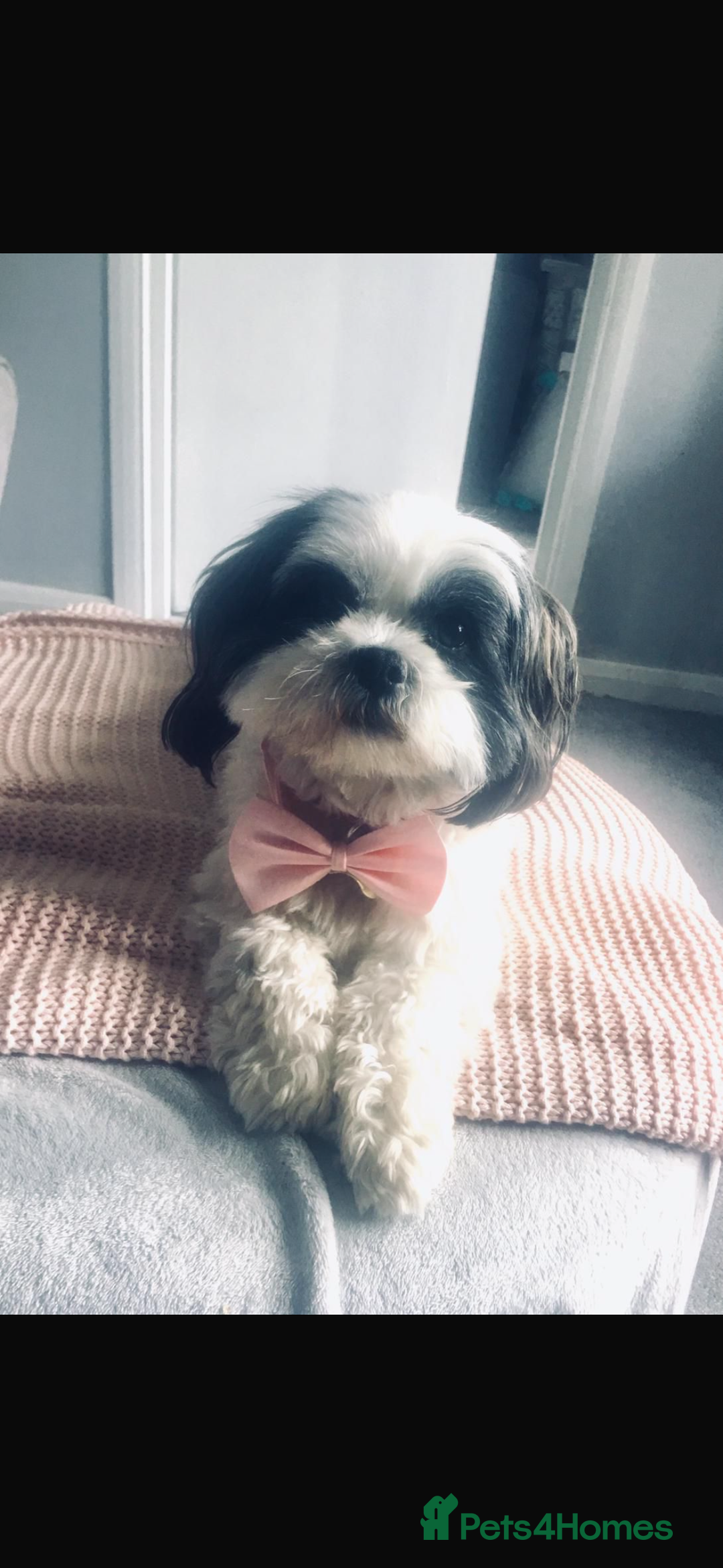 Shihpoo dogs for sale: Beautiful puppies Ready for their forever homes  - Advert 3