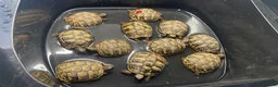 Hermann Tortoise reptiles for sale: Hermann tortoise yearlings  - Advert 9
