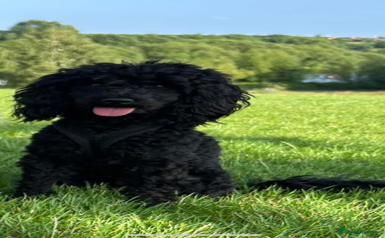 Toy Poodle dogs - Advert 2
