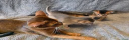 Abyssinian cats for sale: Abyssinian Kittens From Champion Bloodlines - Advert 21