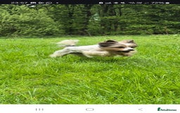 Biewer Terrier dogs for sale: Pure Biewer Girl looking for forever home - Advert 2