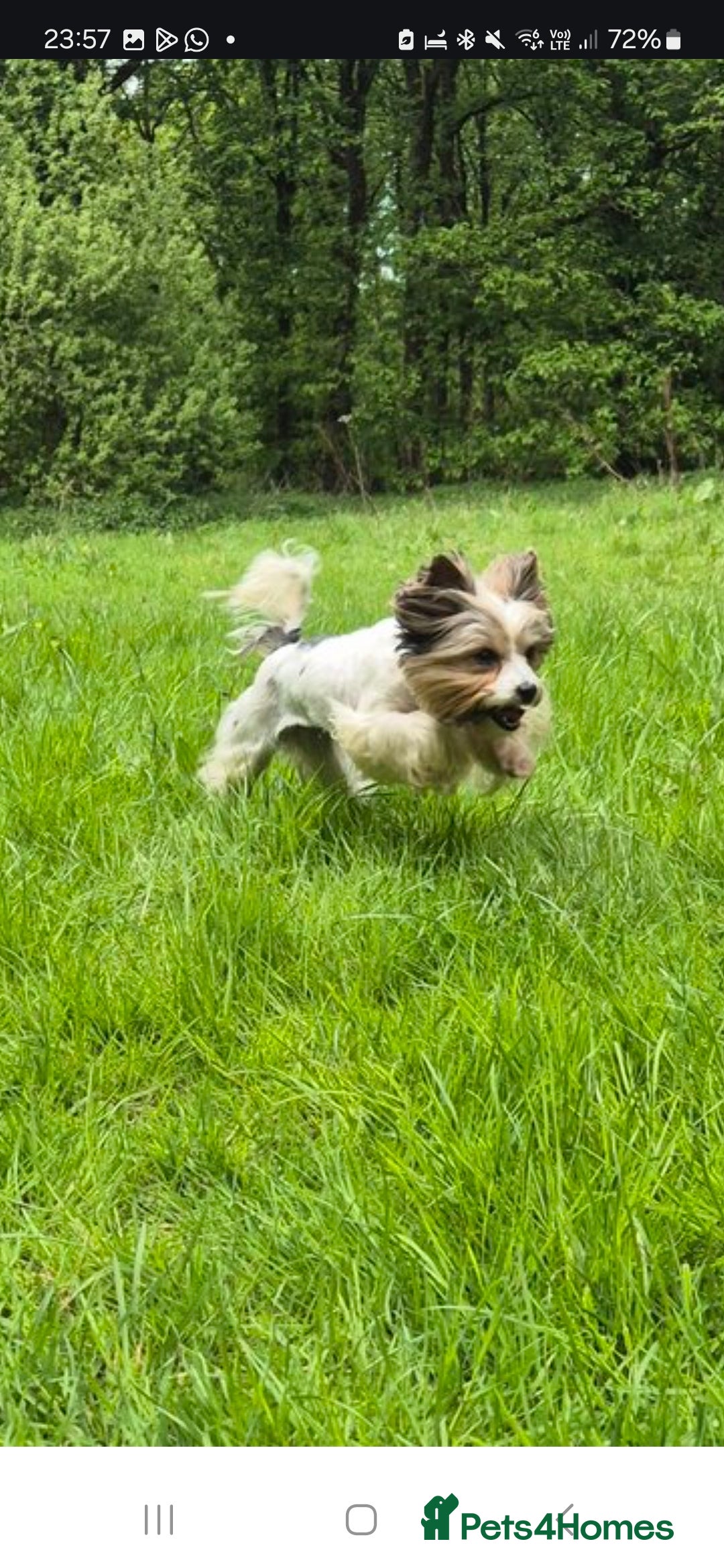 Biewer Terrier dogs for sale: Pure Biewer Girl looking for forever home - Advert 2