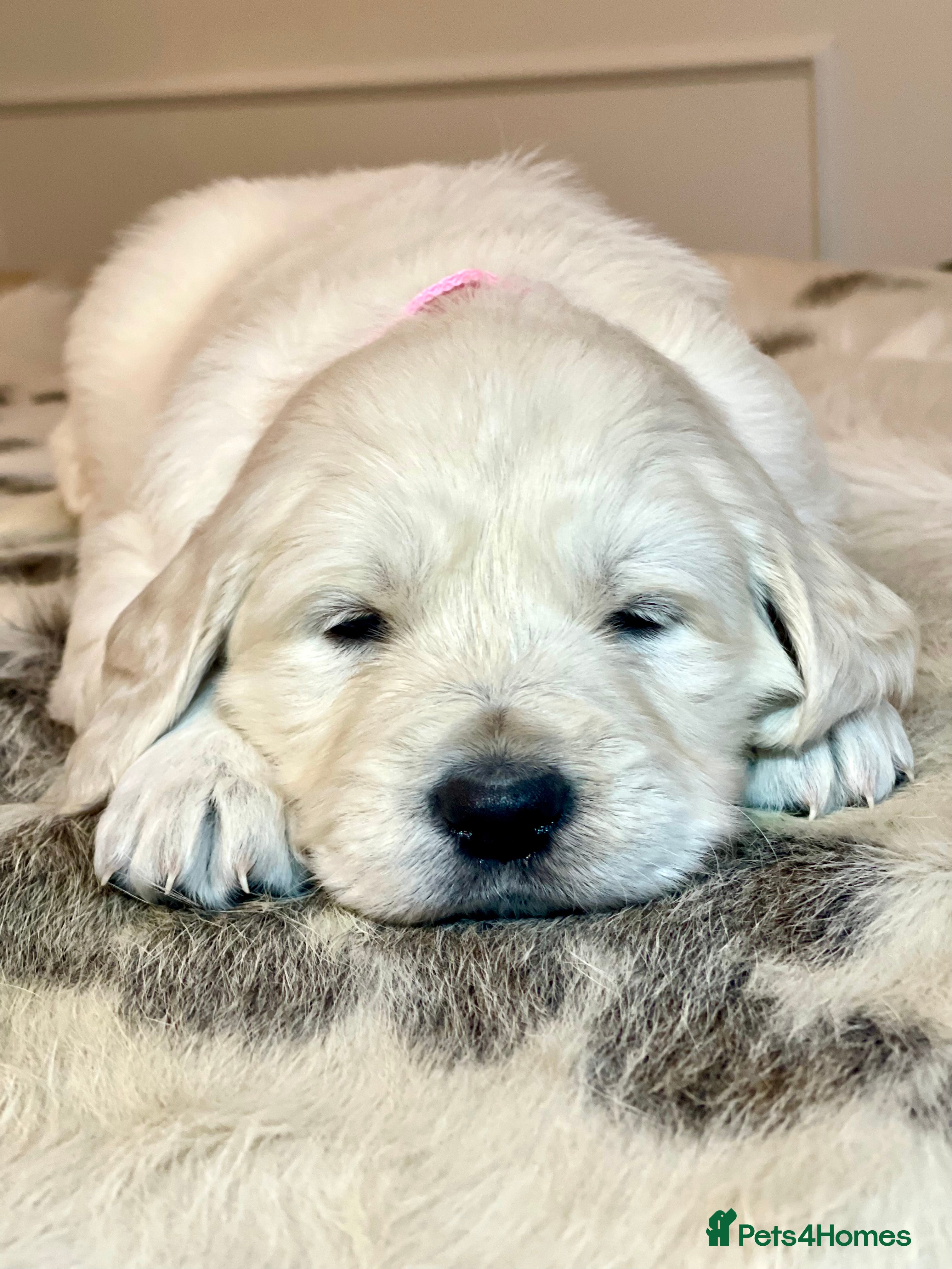 Week Old English Cream Golden Retriever Puppies Newborn Week
