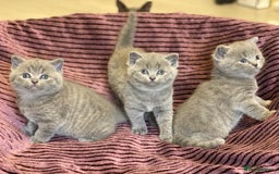 British Shorthair cats for sale: ✨British Shorthair Kittens looking for new family✨ - Advert 19