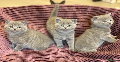 British Shorthair cats ✨British Shorthair Kittens looking for new family✨ - Advert 3