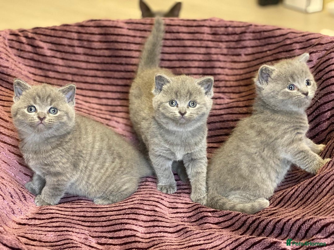British Shorthair cats for sale: ✨British Shorthair Kittens looking for new family✨ - Advert 19
