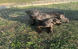 Cane Corso dogs for sale: Cane corso girl pup FULLY VACCINATED  - Image 11