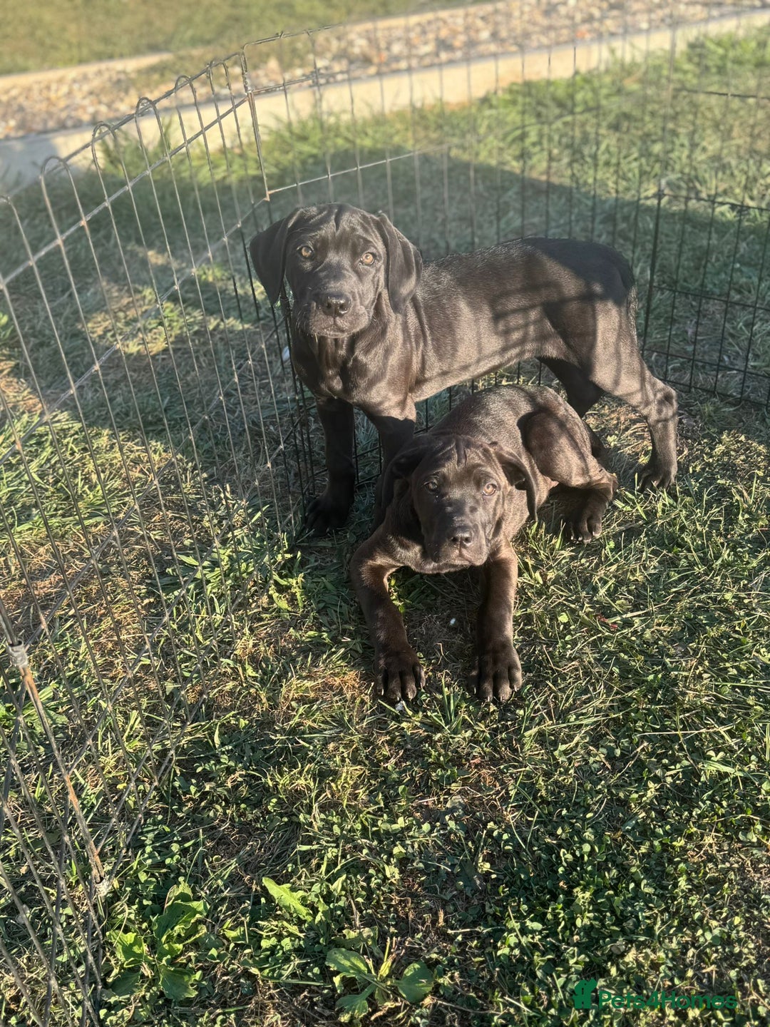 Cane Corso dogs for sale: Cane corso girl pup FULLY VACCINATED  - Image 11