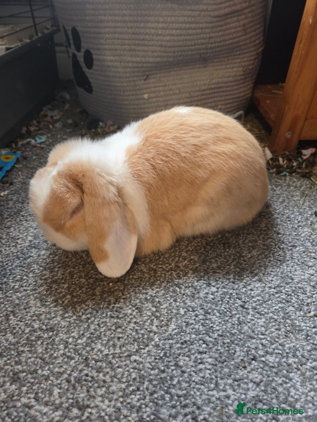 Mini Lop rabbits for sale: 🐰 Mini Lop Rabbits – Loving Homes Wanted 🏡 - Advert 9