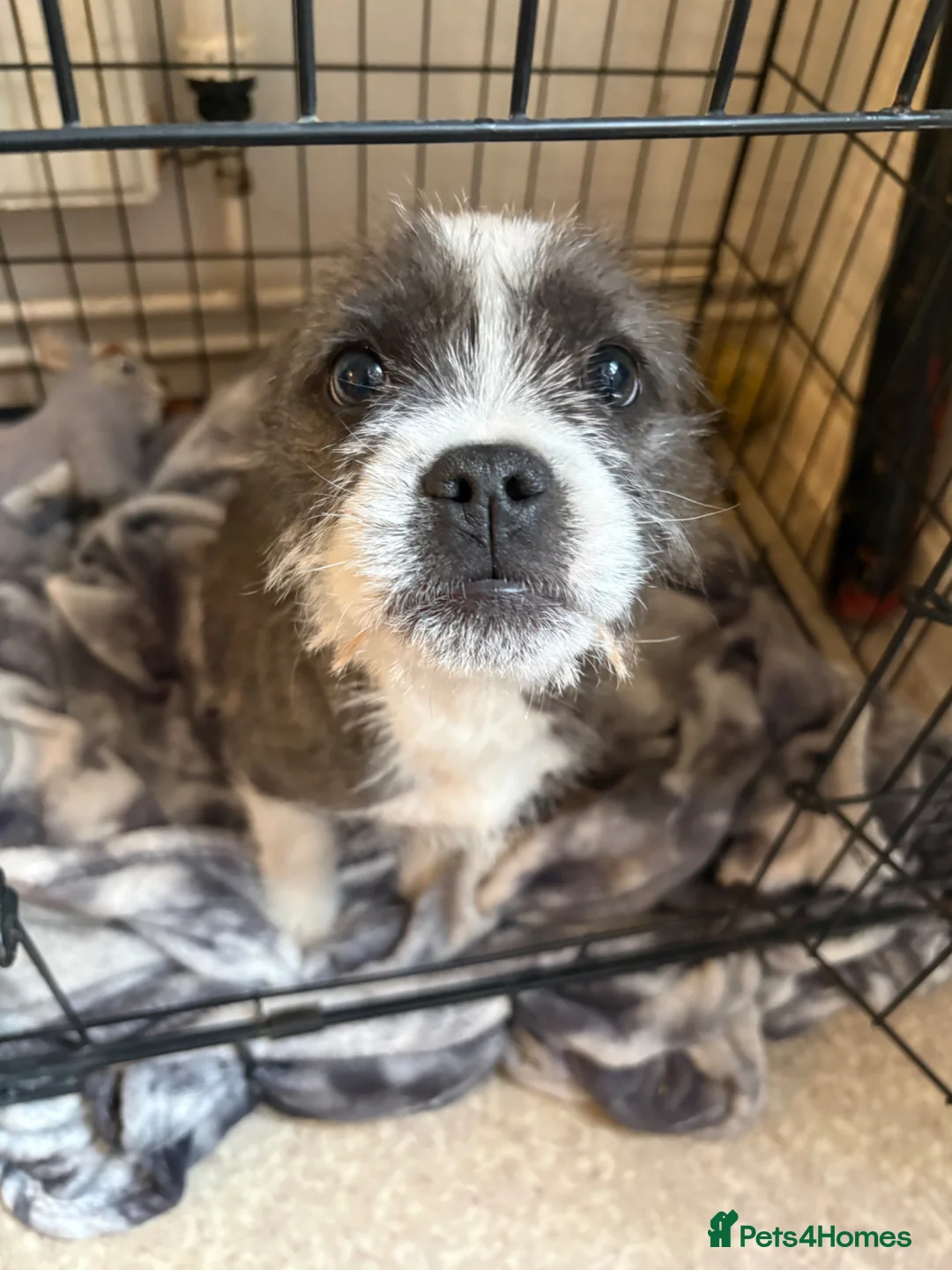 Mixed Breed dogs for sale: 14 week old female puppy in Mansfield - Advert 2