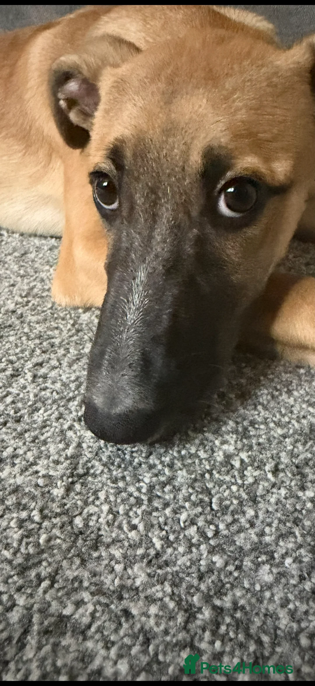 Lurcher dogs for sale: Lurcher girl in Rotherham - Advert 2