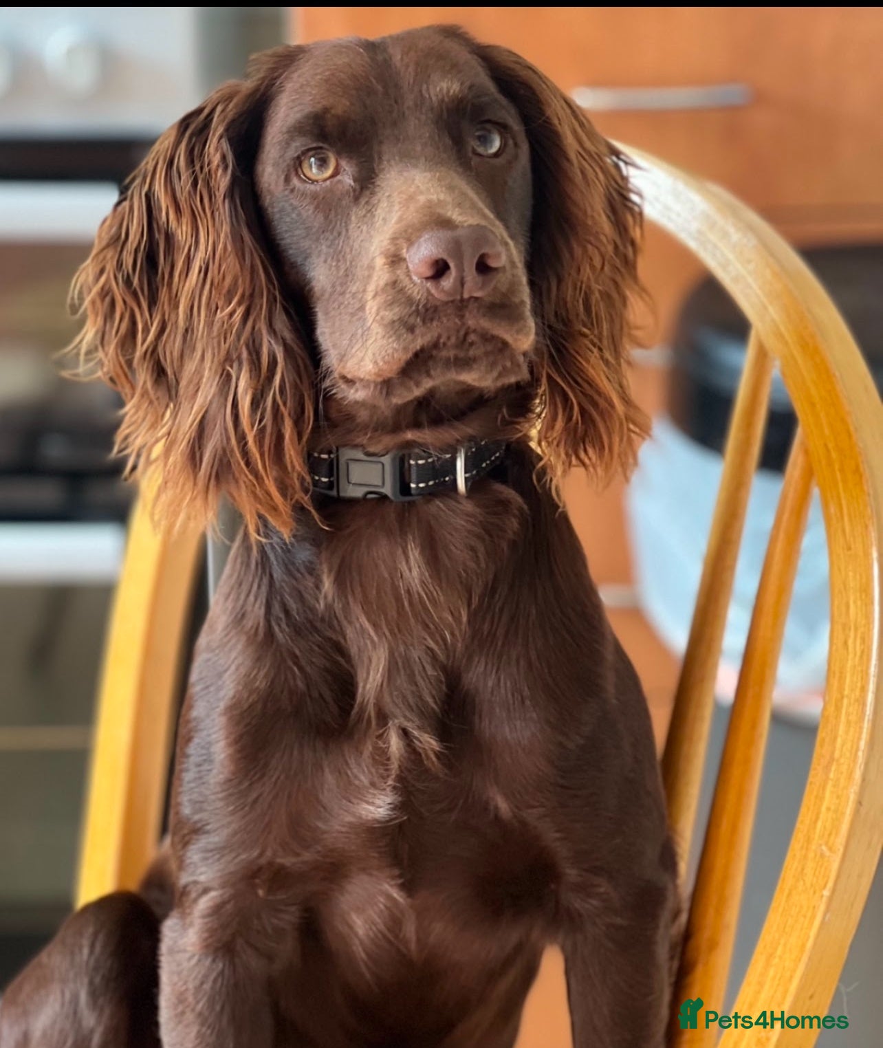 Cocker Spaniel dogs Purebred Cocker Spaniel,2 years old  - Advert 3