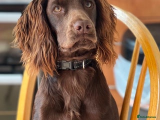 Cocker Spaniel dogs Purebred Cocker Spaniel,2 years old - Advert 3