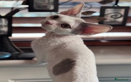 Devon Rex cats for sale: Adorable pedigree Devon Rex  - Image 10