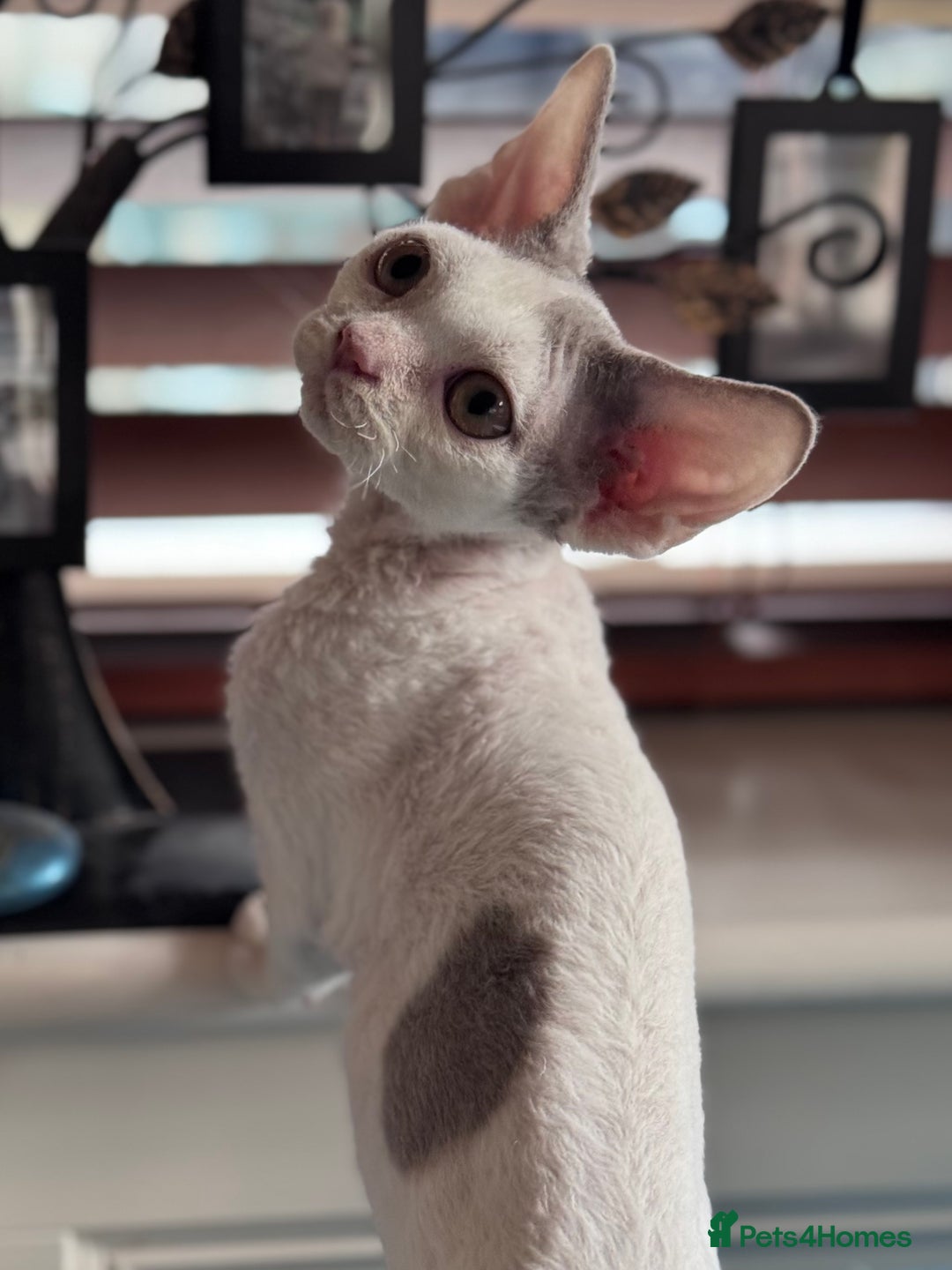 Devon Rex cats for sale: Adorable pedigree Devon Rex  - Image 10