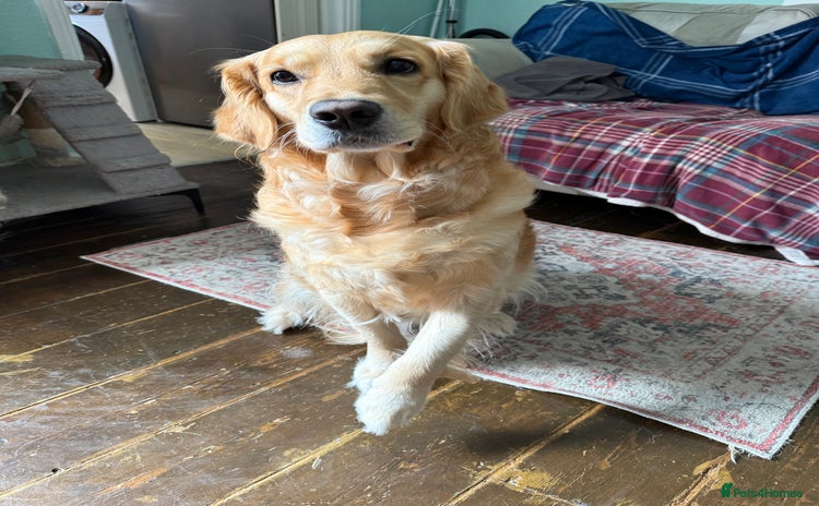 Golden Retriever dogs - Advert 13