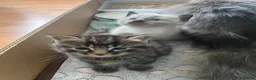 Mixed Breed cats for sale: Part ragdoll kittens - Advert 10