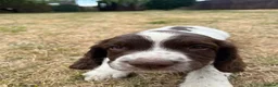English Springer Spaniel dogs for sale: Springer Spaniels - Advert 11