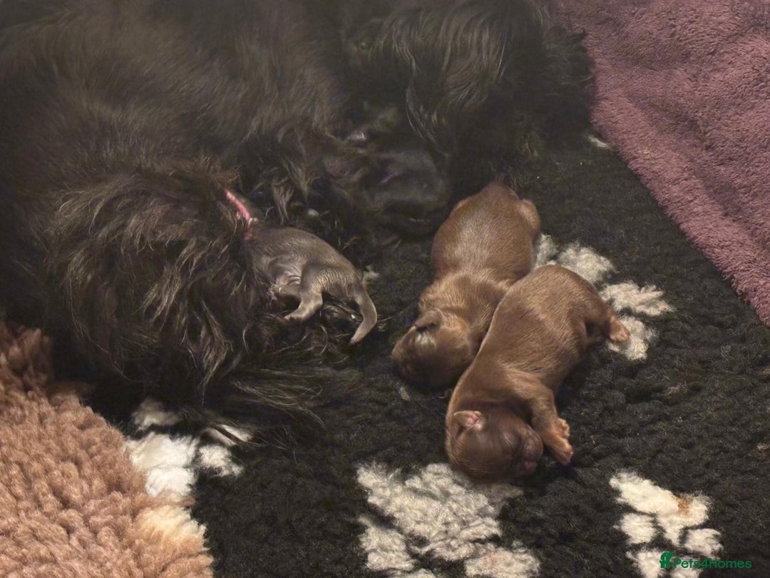 Shih Tzu dogs for sale: Imperial Shih Tzu  - Advert 19