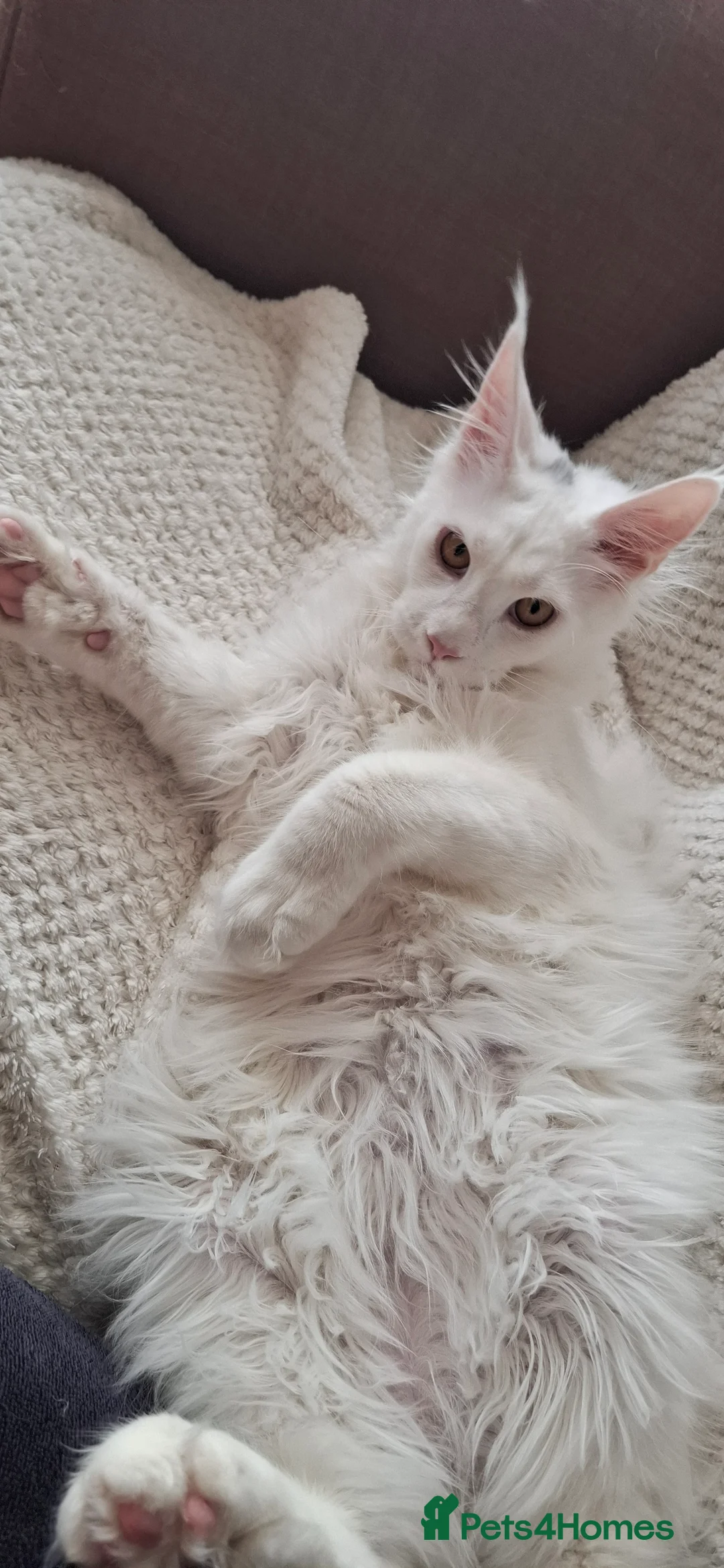 Maine Coon cats for sale: GCCF Maine Coon kitten boy - Advert 2