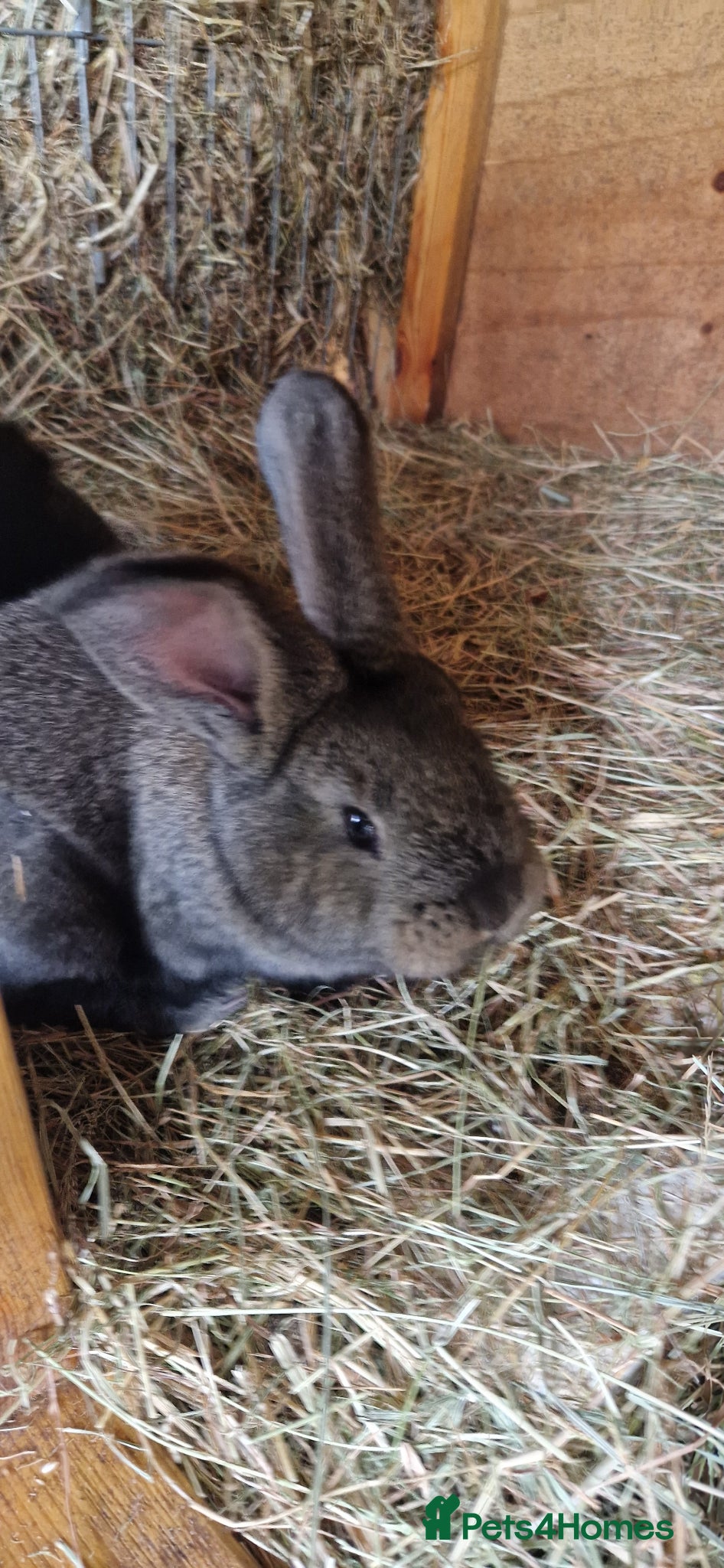 Continental Giant rabbits for sale: Continental Giant rabbits - Advert 1